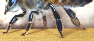 Beine der Honigbiene (Arbeiterin)